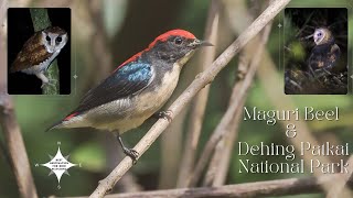 Bird Watching at Assam  Maguri amp Dehing Patkai National Park Birds BirdWatching BirdsOfIndia [upl. by Jerrie987]