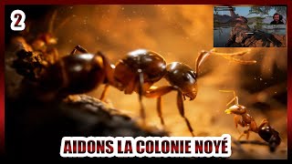 AIDONS LA COLONIE NOYÉ  2  Les Fourmis [upl. by Chaffee]