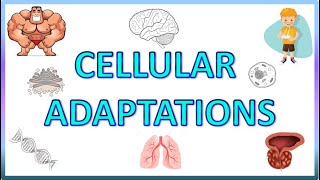 Cell Adaptations  Pathology  Hypertrophy Hyperplasia Atrophy amp Metaplasia [upl. by Nannarb]