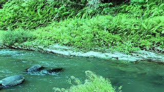 River Sounds and Bird Chirping ASMR for Sleep Meditation Relaxation and Study Focus [upl. by Ezarras]