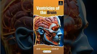 Ventricles of the Brain  nervous system ventricles nervoussystem brain testpaperlive nursing [upl. by Ortiz]