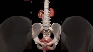 Urinary system and pelvic bone anatomy biology skull animation [upl. by Trawets]