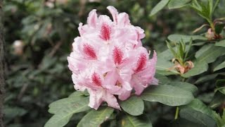 Rhododendren im Ägelmoos bei Leuzigen [upl. by Rochus]