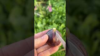 Super Salad Decoration Ideas  Food Cutting  Figs flower carving Garnish short howtomakeyummy [upl. by Thomasin]