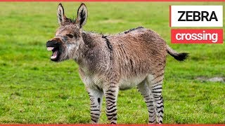 Britains Second Ever ZONKEY Born on Somerset Farm [upl. by Plantagenet]