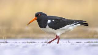 The song of the Eurasian Oystercatcher  Bird Sounds to recognize the Oystercatcher  10 Hours [upl. by Aicena939]