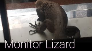 വലിയ ഒരു ഉടുമ്പ് വീട്ടിൽ വന്നു😱🦎 Big monitor lizardNature Vibes [upl. by Hassi]