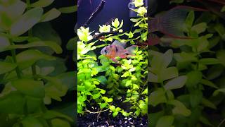 The Bolivian Ram  A Wonderful Community Cichlid🐠 aquarium plantedtank ramcichlid communitytank [upl. by Oal]