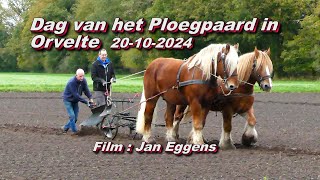 Dag van het Ploegpaard in Orvelte 20 10 2024 [upl. by Ruthann]