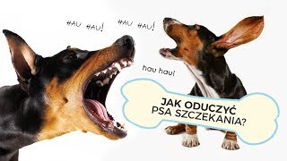 JAK ODUCZYĆ PSA UCIĄŻLIWEGO SZCZEKANIA [upl. by Pippy]