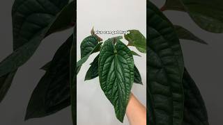 Anthurium radicans x luxurians  low maintenance rare houseplant [upl. by Stahl]