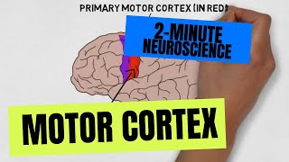 2Minute Neuroscience Motor Cortex [upl. by Lotsirhc750]