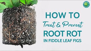 How to Treat and Prevent Root Rot in Fiddle Leaf Fig Plants  Fiddle Leaf Fig Plant Resource Center [upl. by Refinne]