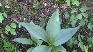 La Gentiane jaune grand Apéritif médicinal  Yellow gentian great medicinal aperitif [upl. by Eldreda]