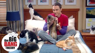 Sheldon Gets 25 Cats  The Big Bang Theory [upl. by Osrit]