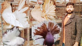 Fancy Pigeon farm Lucky Fancy Kabootar American fantail Different colorsChand Aamir Vlogs [upl. by Akerley]