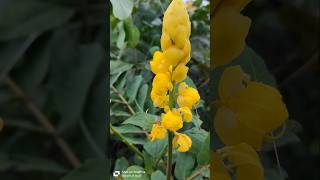 Senna alatacargen cassia alata candle alata plant ytviralshorts flowers nature shortvideo [upl. by Kirshbaum232]