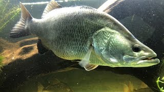 The Barramundi just ate 10 fish MonsterFishKeepers [upl. by Darcia]