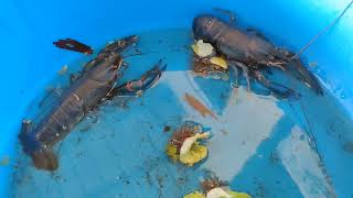 TRENDING Crayfish amp Ulang farming business🦞🦞🦞CrayfishCrayfishBreederTarlac CrayfishFarming [upl. by Rheinlander]