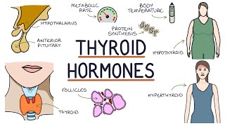 Understanding Thyroid Hormones [upl. by Kyred]