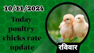 10112024 today broiler chicks rate all over Indiatoday broiler chicks pricepoultry chiken [upl. by Scotti318]