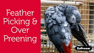 Feather Picking or OverPreening in Pet Birds  Bird Owner Tips [upl. by Axela]