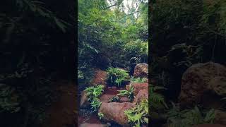 NATURE Saptasajya viralvideodailyvlogdhenkanalnaturehills waterfalltravelodishasaptasajya [upl. by Isaacson]