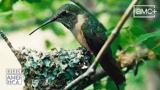 Birds Eye View  A Nature Short Film  BBC America x Toyota Tacoma [upl. by Eiram19]