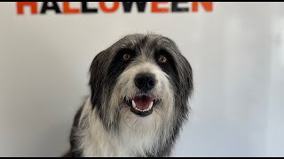 Bearded Collie Groom  Dog Grooming [upl. by Irol]