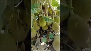 ផ្លែខ្នុលខ្មែរ fruits Cambodia lifestyle views subscribe youtube funny fruit eating like [upl. by Banebrudge836]