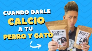 ¿Cuando debes suplementar con Calcio a tu perro o gato [upl. by Aihsenod]