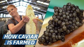 How Russian Sturgeon Caviar Is Farmed and Processed — How To Make It [upl. by Cathrin]