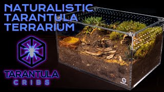 Naturalistic Tarantula Terrarium Build  Large Cuboid Enclosure [upl. by Niltak]