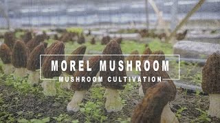 Indoor Morel Mushroom Cultivation  Exogenous Nutrient Bags [upl. by Kareem962]