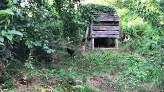 Hungarian Cottage No1 New Flock [upl. by Adnilym]