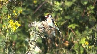 de distelvink dichtbij de camera [upl. by Ias]