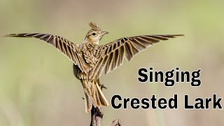 Crested Lark Singing Bird  Wildlife of Pakistan  Life Skills Tv [upl. by Assirroc]