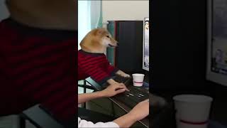 Como um cachorro consegue jogar [upl. by Baerman]