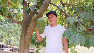 árbol de guanabana cosechando un deliciosa fruta 😋 [upl. by Ekaterina]