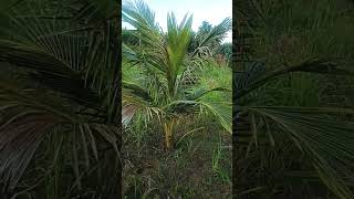 DWARF COCONUT TREES1YR6MOS OLD [upl. by Elac126]