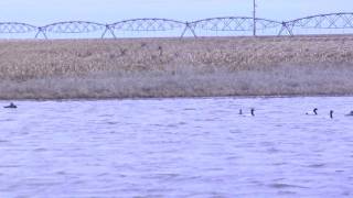 Pintails in Flight [upl. by Donoho181]