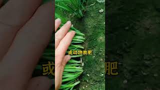 韭菜种植，十大禁忌。韭菜种植 种韭菜 韭菜种植方法 怎么种植韭菜 韭菜 [upl. by Tanny]