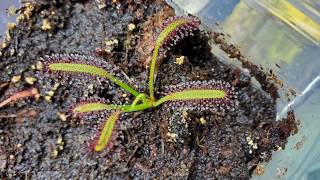 Drosera capensis Seedling Update [upl. by Howlond]