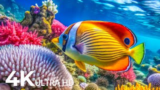 DREAM AQUARIUM 4K  Marvel at Sea Animal in The Best Aquarium 🐠 Colors of Nature 4K [upl. by Schweiker954]