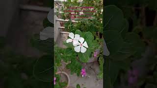 Madagascar নয়নতারা Scientific name Catharanthus roseusVinca roseaFamily Apocynaceae flowers [upl. by Alva]