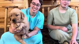 Dutchess Golden Retriever Puppies [upl. by Wallford532]