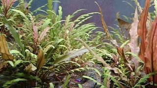 ピンナティフィダ水槽 Hygrophila pinnatifida [upl. by Zinnes]