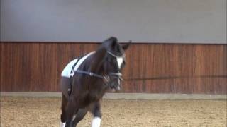 In Step  Video Dressage Talents  Nina Huber [upl. by Annaigroeg]