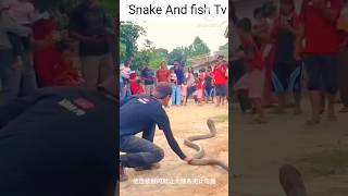 Snake video  Big King cobra shorts animals youtubeshorts trending [upl. by Lamej]