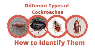 Different Types of Cockroaches  Maggies Farm [upl. by Luthanen]